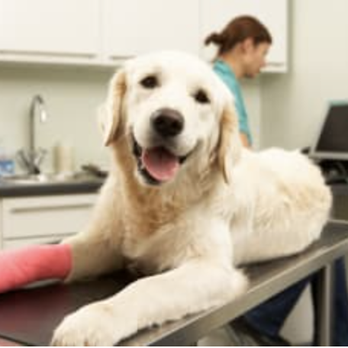 Simon Veterinary Surgical - The pup - Veterinarians Near Me - Sherman Oaks, California Simon Veterinary Surgical - The pup - Veterinarians Near Me - Sherman Oaks, California
