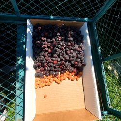 Raspberry Knoll Farm