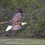 Photo of Chilkat River Adventures