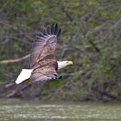 Chilkat River Adventures - Bald Eagle In Flight, after capturing a small trout.