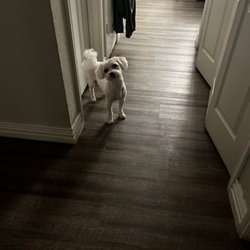 A Purr-Fect Dog Grooming & Day Care - after haircut!!