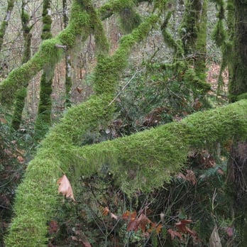 Tryon Creek State Park - Parks Near Me - Portland, Oregon Tryon Creek State Park - Parks Near Me - Portland, Oregon