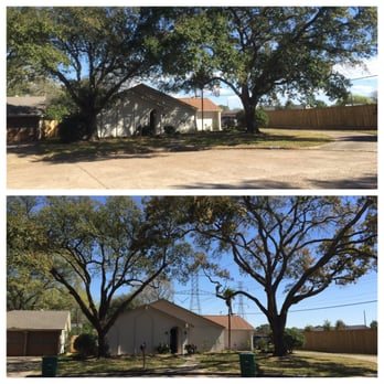 Family Tree Professional Tree Service - Before and after - Tree Services Near Me Family Tree Professional Tree Service - Before and after - Tree Services Near Me