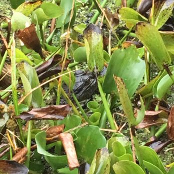 Ultimate Swamp Adventures - Tours Near Me - Westwego, Louisiana Ultimate Swamp Adventures - Tours Near Me - Westwego, Louisiana