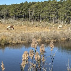 Tom's Cove Visitors Center - Ponies visible from the road