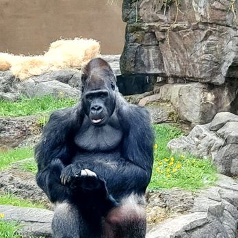 San Francisco Zoo - A gorilla at the SF zoo. He sat so still for us, so handsome! It was as if he were posing for a photo shoot! So cute!! - Zoos Near Me - San Francisco, California San Francisco Zoo - A gorilla at the SF zoo. He sat so still for us, so handsome! It was as if he were posing for a photo shoot! So cute!! - Zoos Near Me - San Francisco, California