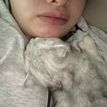 Lulu's Kittens Scottish Folds - Excuse the double chin but how cute is he - Pet Breeders Near Me - Brisbane, California