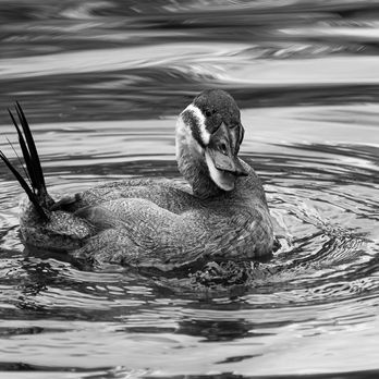 Ripley Waterfowl Conservancy - Ruddy Duck - Parks Near Me - Litchfield, Connecticut Ripley Waterfowl Conservancy - Ruddy Duck - Parks Near Me - Litchfield, Connecticut