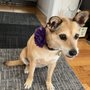 Photo of Kira Pet Cuts