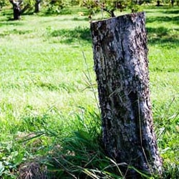 Vernon Imel Tree Service - tree service, tree removal, tree prunning, stump grinding, wooded lot management, lot management - Tree Services Near Me - Tillamook, Oregon Vernon Imel Tree Service - tree service, tree removal, tree prunning, stump grinding, wooded lot management, lot management - Tree Services Near Me - Tillamook, Oregon
