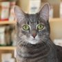 Photo of Guildcrest Cat Hospital