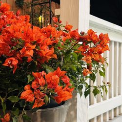 Plants For All Seasons - I often to buy plants here because it's strong, easy to stick to the ground.. love it