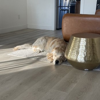 Zenni Dogs - Wilson while we hosted a dinner with our entire family. Never in a million years did I think this would be possible! - Pet Training Near Me