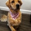 Pet Evolution gift card