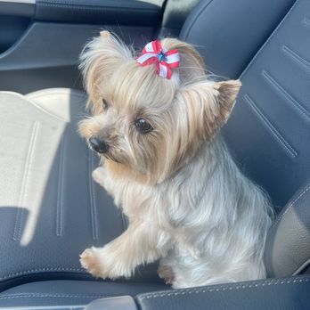 Cool Cuts - Pet Groomers Near Me - Pompano Beach, Florida