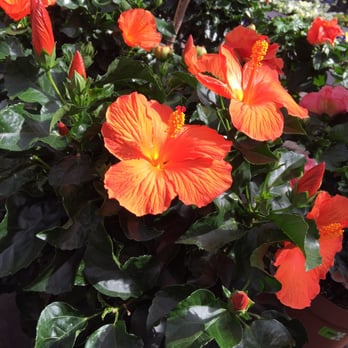 Intratuin Pijnacker - Nurseries & Gardening Near Me - Pijnacker, ZH