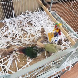 Petland Rome