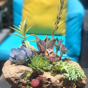 California Cactus Center - Rock planter from CCC - Nurseries & Gardening Near Me - Pasadena, California