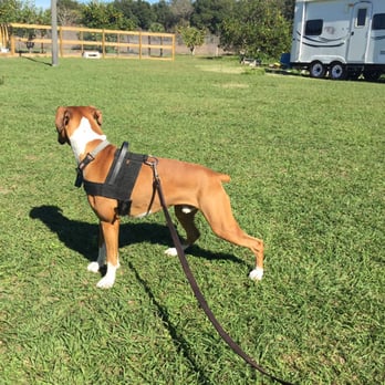 Ed Reyes K9 Training - Pet Training Near Me - Chuluota, Florida Ed Reyes K9 Training - Pet Training Near Me - Chuluota, Florida