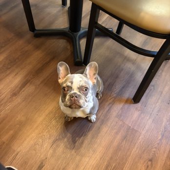 Tukro Coffee - Cortado, the cafe pup - Coffee & Tea Near Me - Dunedin, Florida Tukro Coffee - Cortado, the cafe pup - Coffee & Tea Near Me - Dunedin, Florida