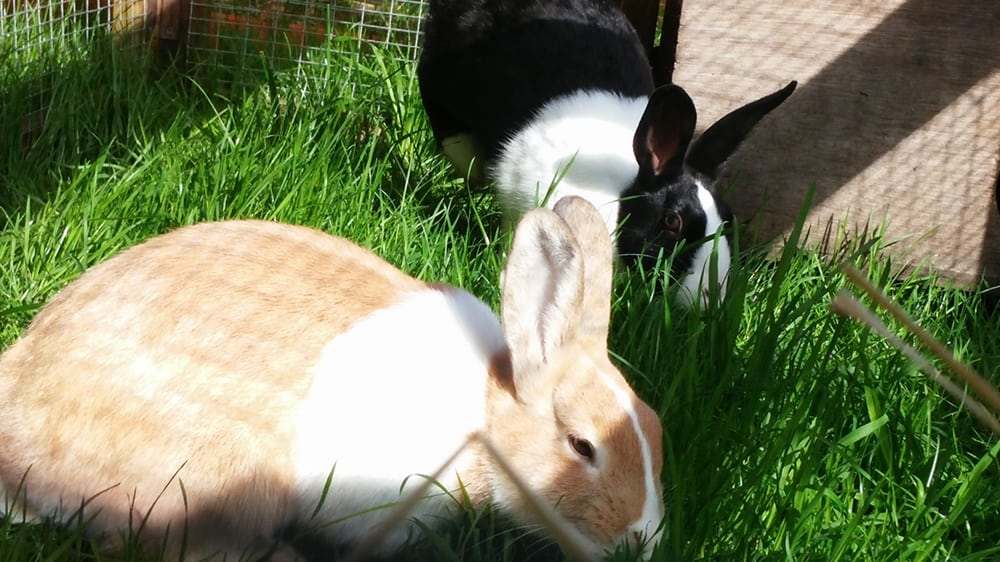 SMALL ANIMAL BOARDING POOLE Updated June 2024 Poole, United Kingdom Pet Sitting Phone