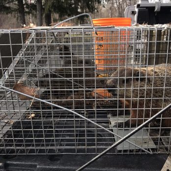 All Star Pest Solutions - Humane woodchuck removal - Pest Control Near Me - Albany, New York