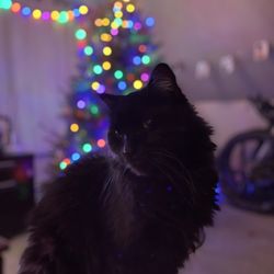 Transcript Pharmacy - He loved Christmas