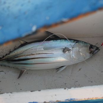 Deep Sea Florida Fishing Charters - Boat Charters Near Me Deep Sea Florida Fishing Charters - Boat Charters Near Me