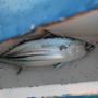 Photo of Deep Sea Florida Fishing Charters