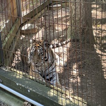 Crown Ridge Tiger Sanctuary - Tiger - Animal Shelters Near Me - Ste. Genevieve, Missouri