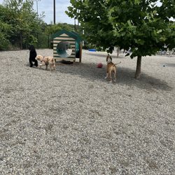Lots of fun things for the doggies!