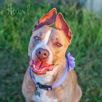 Shutter Hound Pet Photography - Pet Photography Near Me Shutter Hound Pet Photography - Pet Photography Near Me