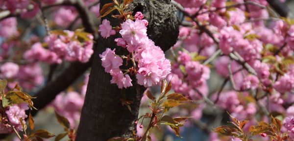 Central Park Conservancy by null