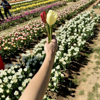 Texas-Tulips - Nurseries & Gardening Near Me - Pilot Point, Texas