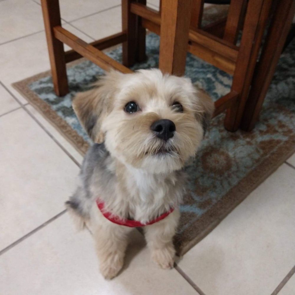 Calling All Paws - First time he had his full grooming service from Calling All Paws. - Pet Groomers Near Me - Las Vegas, Nevada Calling All Paws - First time he had his full grooming service from Calling All Paws. - Pet Groomers Near Me - Las Vegas, Nevada