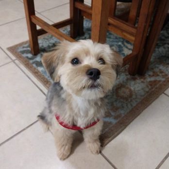Calling All Paws - First time he had his full grooming service from Calling All Paws. - Pet Groomers Near Me - Las Vegas, Nevada