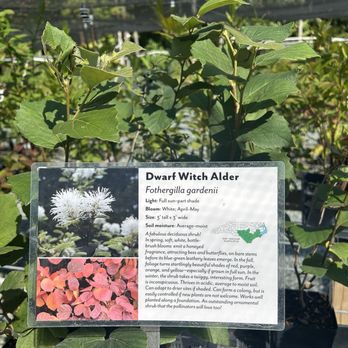 Rachel's Native Plants - Dwarf Witch Alder - Landscaping Near Me - Pittsboro, North Carolina Rachel's Native Plants - Dwarf Witch Alder - Landscaping Near Me - Pittsboro, North Carolina