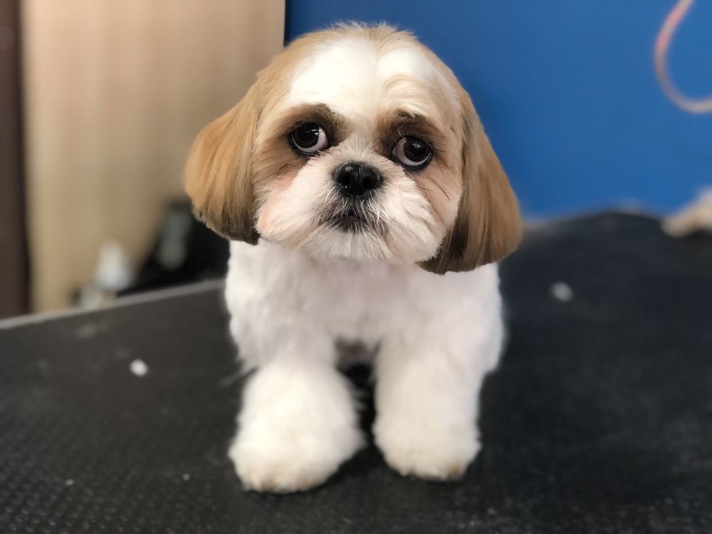 BUBBLY BUBBLES MOBILE PET GROOMING 21 Photos Pet Groomers