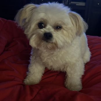 Doggie Parlor - Pet Groomers Near Me - Eastpointe, Michigan