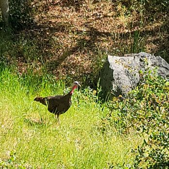 A Bed of Roses - Wild turkey in the yard - Bed & Breakfast Near Me - Oakhurst, California A Bed of Roses - Wild turkey in the yard - Bed & Breakfast Near Me - Oakhurst, California
