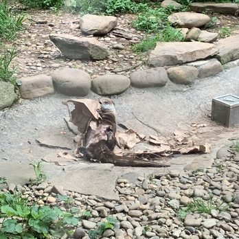 WNC Nature Center - Otter playing with enrichment - pretty sure my cats would equally loved that paper bag - Zoos Near Me - Asheville, North Carolina WNC Nature Center - Otter playing with enrichment - pretty sure my cats would equally loved that paper bag - Zoos Near Me - Asheville, North Carolina