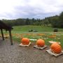 Photo of Choestoe Farms