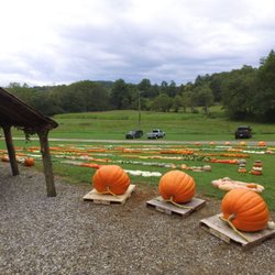 Choestoe Farms - Giant pumpkins