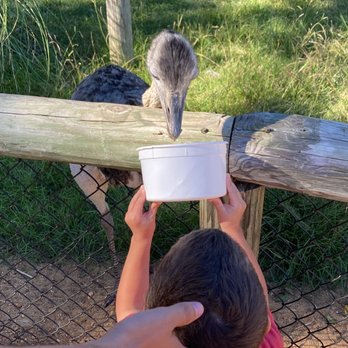 Alabama Safari Park - Feeding - Zoos Near Me - Hope Hull, Alabama