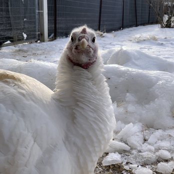 The Gray Barn - Turkey! - Bed & Breakfast Near Me - High Falls, New York