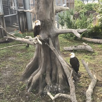 Zoo Miami - Bald eagles - Zoos Near Me - Miami, Florida Zoo Miami - Bald eagles - Zoos Near Me - Miami, Florida