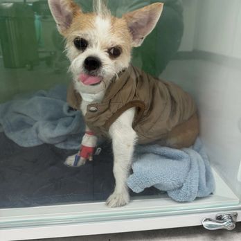Modern Animal Addison - They even have coats for those pups who get cold after surgery! - Veterinarians Near Me - Dallas, Texas Modern Animal Addison - They even have coats for those pups who get cold after surgery! - Veterinarians Near Me - Dallas, Texas