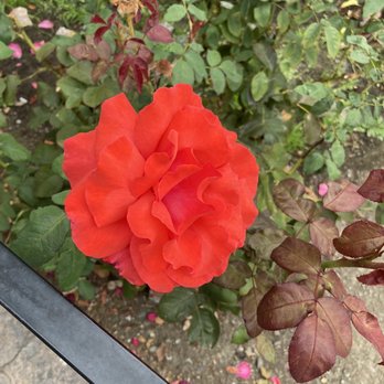 Renee's Cafe - Rose - Breakfast & Brunch Near Me - Lakeport, California