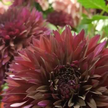 Swan Island Dahlias - Nurseries & Gardening Near Me - Canby, Oregon