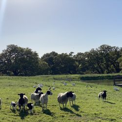 Yonder Way Farm